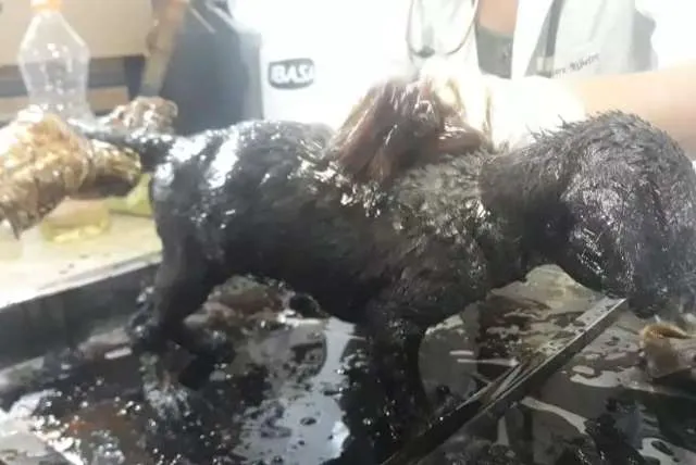 Mulher joga piche quente e abandona filhotes de cachorro em BH