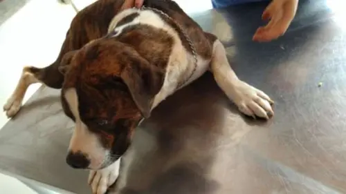 Homem é preso em flagrante por deixar cachorro acorrentado na chuva e sem comida em Itu