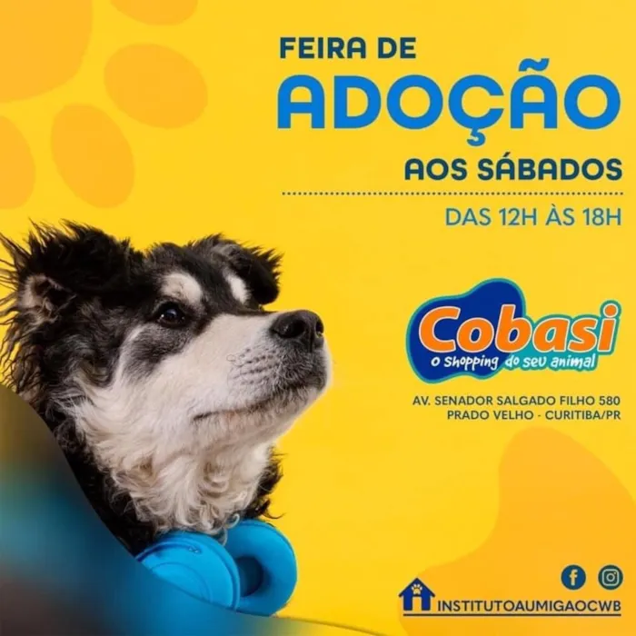 Encontre seu novo melhor amigo na Feira de Adoção em Curitiba! Todo sábado na Cobasi Prado Velho, das 12h às 18h. Adote um animal e faça a diferença!