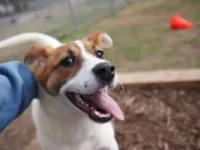 Como aliviar a ansiedade em cachorros