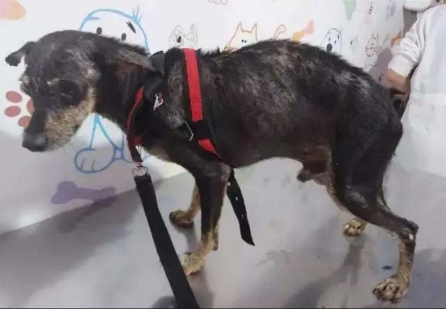 Homem é multado e preso por deixar cachorro com sarnas, carrapatos e sem comida