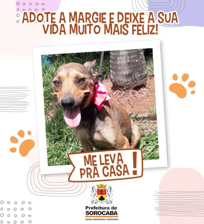 Encontre seu Amigo de Quatro Patas em Sorocaba - Adoção 22/01