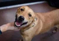 Ameaças a cães na Zona Sul de SP