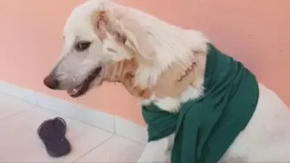 Cachorro leva 23 facadas no pescoço e sobrevive