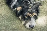 Mulher amarra cachorro em lixeira em BH