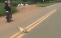 Adolescente é suspeito de arrastar cachorro por rua de Bela Vista de Goiás