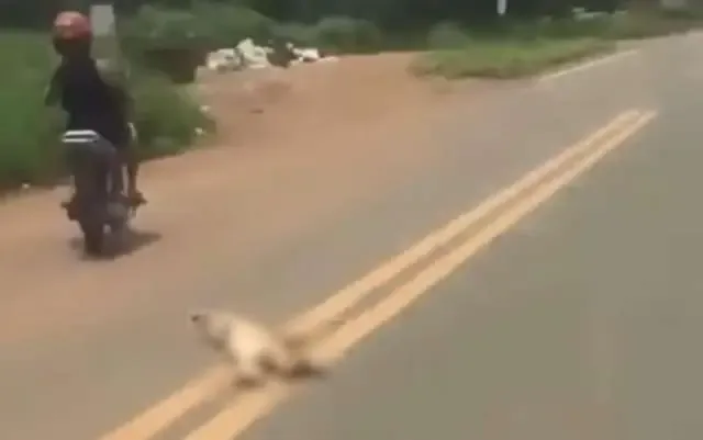 Adolescente é suspeito de arrastar cachorro por rua de Bela Vista de Goiás