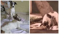 Cachorro atropelado recebe ajuda no Ceará