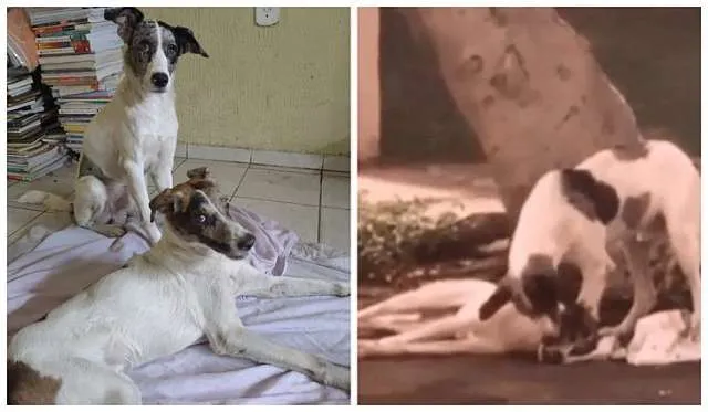 Cachorro atropelado é cuidado por outro até ser socorrido no Ceará