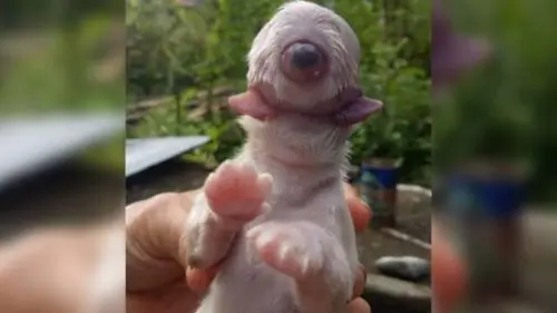 Cachorro nasce com um olho, sem focinho e com duas línguas nas Filipinas