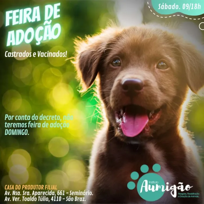 Feira de Adoção: Encontre seu Novo Melhor Amigo em Curitiba!