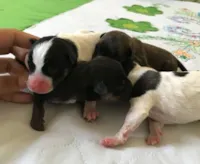 Filhotes de cachorro salvos no litoral de SP