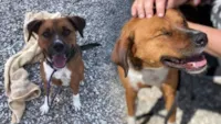 Cachorro adotado e devolvido no dia seguinte