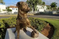 Homenagem a Cachorro em São Paulo