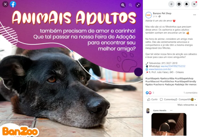 Feira de Adoção de Animais Adultos em Curitiba - Encontre seu Novo Amigo!