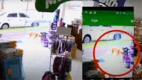 Cachorro Furtando Brinquedo em Pet Shop