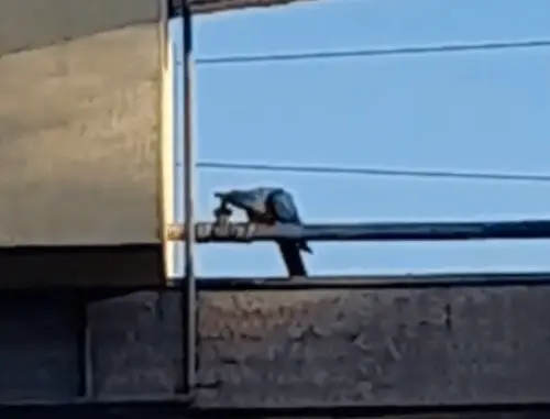 Arara fecha registro com o bico e deixa terminal de ônibus sem água em Campo Grande/MS