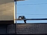Arara causa transtorno em terminal de ônibus