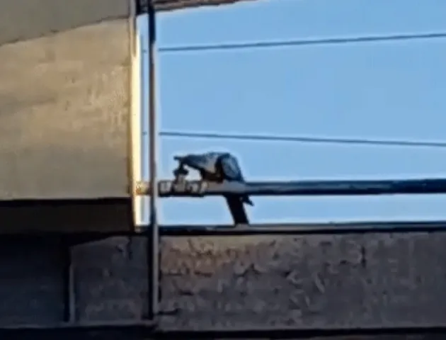 Arara fecha registro com o bico e deixa terminal de ônibus sem água em Campo Grande/MS
