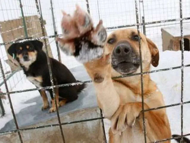 Adotado de um abrigo, cão acorda família e os salva de incêndio