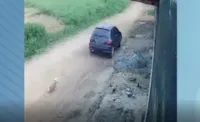 Cachorrinho desesperado em SC