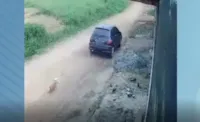 Cachorrinho corre desesperado atrás de carro após ser abandonado em SC; vídeo