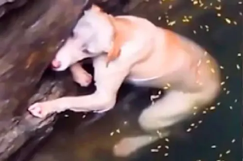 Homem resgata vira-lata que havia caído em uma caverna com água: ‘Merece uma 2ª chance’