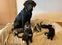 Cachorro adota gatinhos órfãos
