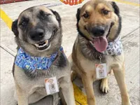 Cães de Rua Viram Recepcionistas