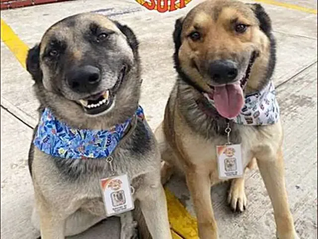 Cães de rua acabam virando recepcionistas de restaurante: pediam comida todo dia