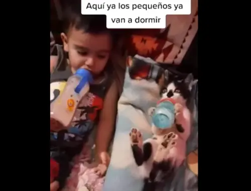 Mulher mostra seu gatinho segurando mamadeira com suas patinhas enquanto bebe leite