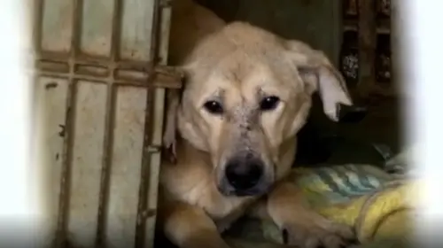 Casal adota 265 cães e inúmeros cavalos pelas suas péssimas condições de vida