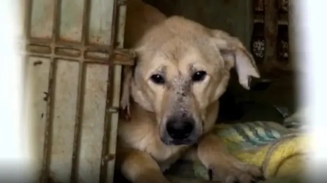 Casal adota 265 cães e inúmeros cavalos pelas suas péssimas condições de vida