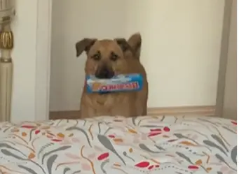 Bambino, o vira-lata caramelo que tentou ganhar o perdão da dona com um pacote de Passatempo