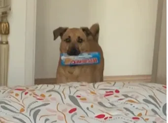 Bambino, o vira-lata caramelo que tentou ganhar o perdão da dona com um pacote de Passatempo