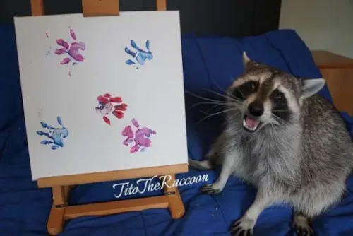 Guaxinins artistas posam super orgulhosos ao lado de suas obras de arte