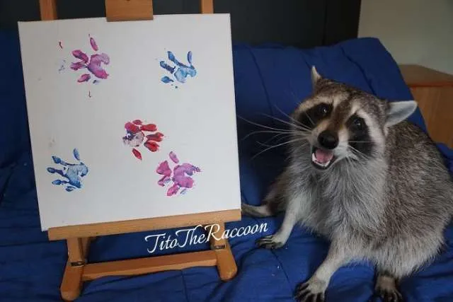 Guaxinins artistas posam super orgulhosos ao lado de suas obras de arte