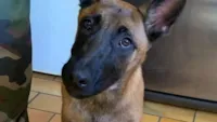 Cachorrinho resgatado e farejador