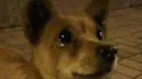 Cachorrinho emocionado ao ser alimentado