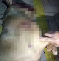 Tiroteio: Pitbull morto em tragédia