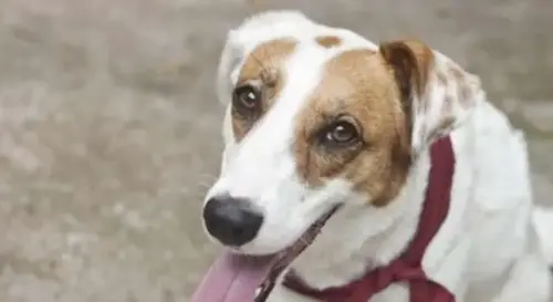 Sancionada lei que proíbe eutanásia de cães e gatos saudáveis por Bolsonaro