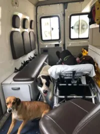Dois cães acompanham dono doente