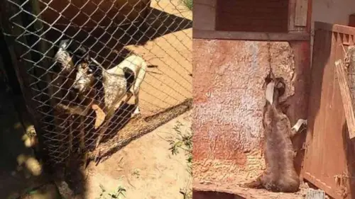 Denúncia leva polícia ao resgate de cães debilitados e até cavalo morto em propriedade rural