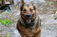 Homem preso por morte de cachorro da PM