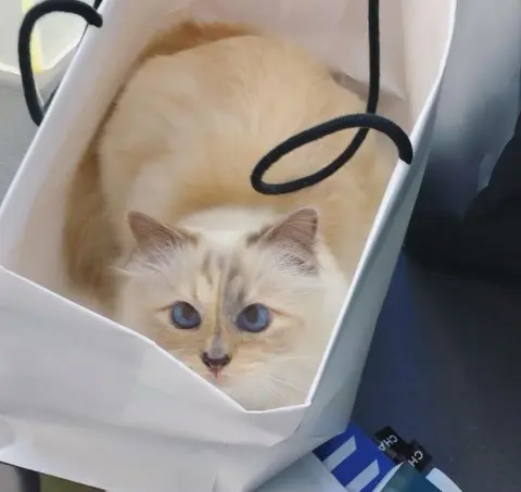 Choupette, a gata milionária de R$ 460 milhões