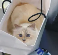 Choupette: a gata milionária do Instagram