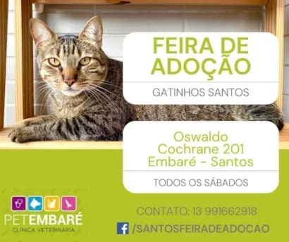 Feira de Adoção de Gatíneos em Santos – Um novo amigo espera por você! 