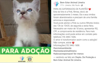 Encontre Seu Novo Melhor Amigo no Evento de Adoção de Limeira!