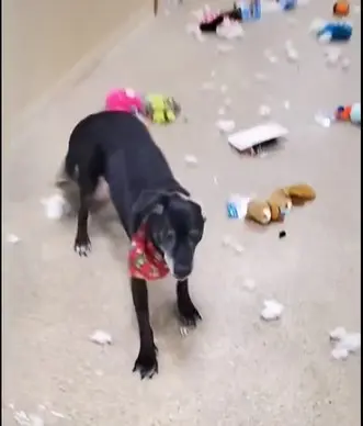 Cão que mora em abrigo escapa de sua baia e faz festa a noite inteira