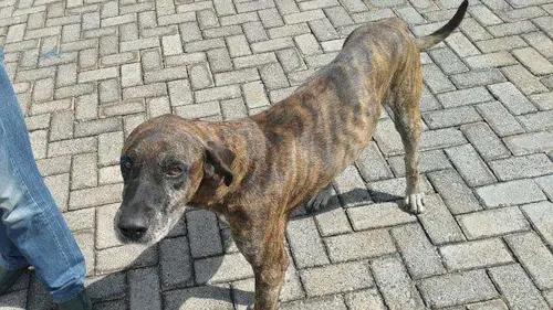 Cachorro anda 20 km até encontrar o hospital onde o dono estava internado em Luziânia